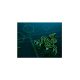 Mousepad Razer Goliathus Mobile